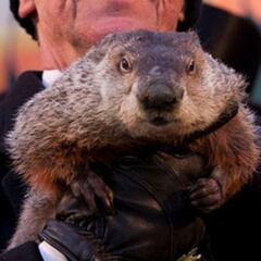 Groundhog Day 2024: how was the success in previous years?