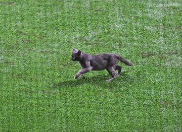 El nuevo Estadio Alfredo Harp Helú también ya contó con la visita de un animales a meses de su inauguración. Un gato ingresó al diamante en pleno partido entre Diablos Rojos y los Bravos de León. El animal ingresó a la cancha en la octava entrada donde se llevó la mirada de las cámaras y del público presente.