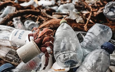Un cangrejo ermitaño se desplaza sobre un montón de botellas de plástico. Foto tomada en la pequeña isla de Thanburudhoo, Maldivas. Su autor espera que sirva para concienciar del impacto de la polución que generan los plásticos en el mundo: "Esta foto demuestra la escala del problema". 