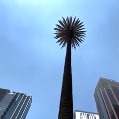 Por esta razón quitaron La Palma de Reforma