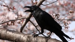 Some researchers believe birds can hear hurricanes and tsunamis coming before we can, and these videos of crows in Japan give more evidence to that theory.