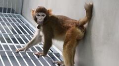 Científicos chinos logran clonar un mono con la técnica de la Oveja Dolly