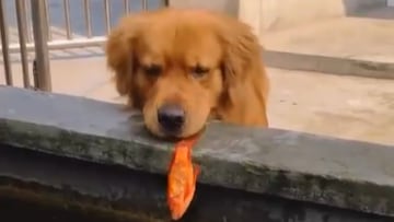 El Golden Retriever que enamora a 3 millones de personas intentando salvar la vida a un pez: “El alma más pura”