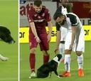 Pocas veces se ha visto... un perro invade el terreno de juego y los jugadores tienen que sacarlo