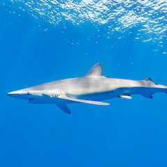 Qué hacer si te ataca un animal salvaje en España: osos, serpientes, lobos, tiburones…