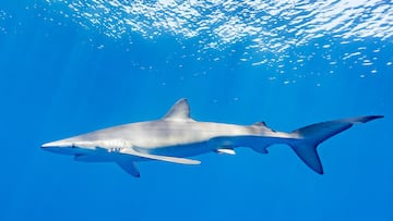 Qu¨¦ hacer si te ataca un animal salvaje en Espa?a: osos, serpientes, lobos, tiburones¡
