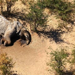 Una cianobacteria fue la causante de la muerte de cientos de elefantes en Botsuana