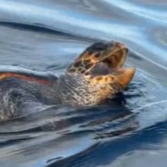 Salen al mar y encuentran una tortuga: los gestos del animal dejan a muchos sin palabras