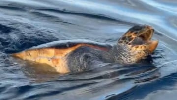 Salen al mar y encuentran una tortuga: los gestos del animal dejan a muchos sin palabras
