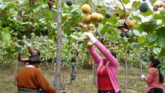 Bono Wanuchay 350 soles: requisitos, beneficiarios, cuándo se paga, dónde y quiénes lo cobran