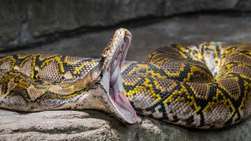 Plenty of people get bitten by snakes — both deadly and non-deadly — with a great number of strikes aimed at the hands.