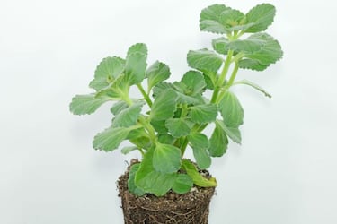 Plectranthus, la planta del dinero usada como amuleto de la suerte en la Lotera de Navidad