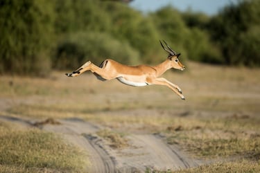 Esta especie de mamífero artiodáctil cuando se siente en amenaza por algún depredador puede llegar a saltar hasta 10 metros y subir en el aire unos 3 metros.
