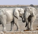 Amenaza surrealista de Botsuana a Alemania: enviarle 20.000 elefantes y “no es broma”