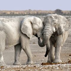 Amenaza surrealista de Botsuana a Alemania: enviarle 20.000 elefantes y “no es broma”