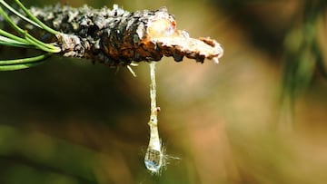 Este es el superalimento mencionado en la Biblia ‘resucitado’ por un agricultor con precios de 200 euros el kilo