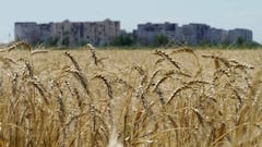A photo taken on July 15, 2022 shows a wheat field near Mariupol in Donetsk region, amid the ongoing Russian military action in Ukraine. (Photo by STRINGER / AFP) (Photo by STRINGER/AFP via Getty Images)