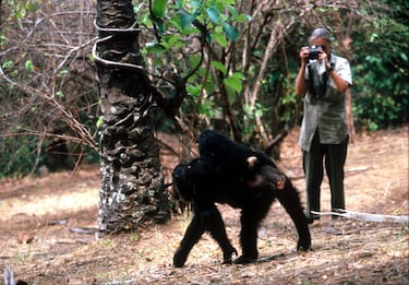 La científica Jane Goodall estudia el comportamiento de un chimpancé durante su investigación el 15 de febrero de 1987 en Tanzania.