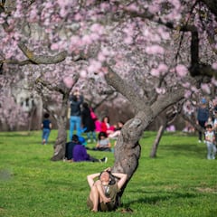 The ‘Empress’ tree, which grows over 6 feet per year, will provide you with the best shade in the summer of 2026 if you manage to plant it