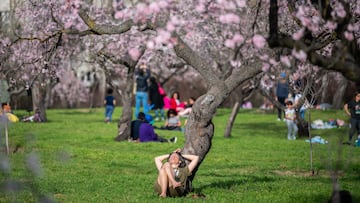 Here’s everything you need to know about the ‘Empress’ tree, including the dangers.