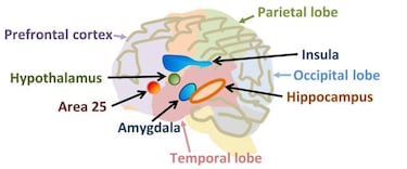 ?Cmo funciona el cerebro de un mentiroso?
