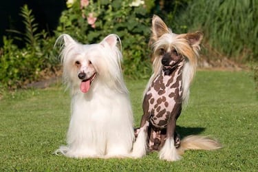 Las razas de perros más raras del mundo: ¿cuáles son y qué características tienen?