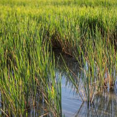 Why China is growing rice in space
