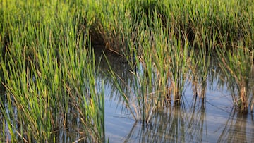 Un campo de arroz en Isla Mayor. A 26 de agosto de 2022 en Sevilla (Andalucía, España). Los arroceros andaluces han destacado que intentarán "cubrir los gastos del cultivo" con una producción mínima de en torno a los 6.000 kilos por hectárea, lo que supone 3.000 menos que en "años normales", a la vez que se esforzarán por "seguir dando trabajo a prácticamente a las mismas personas, unas 5.000", pues aseguran que, a pesar de haber sembrado "solo el 30%" del terreno disponible, les "hace falta toda la plantilla".
26 AGOSTO 2022
María José López / Europa Press
26/08/2022