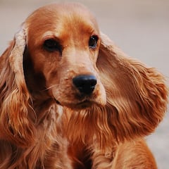 Muere un perro de 16 meses al tragarse una mascarilla tirada en el suelo