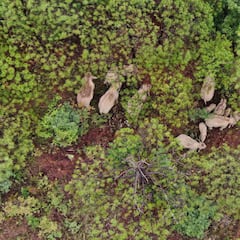 La manada de elefantes de China regresa a casa un año después