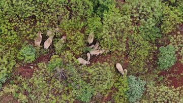 La manada de elefantes de China regresa a casa un año después