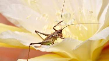 Si escuchas ruidos de grillos por la noche en tu casa, la biología dice que estás a salvo