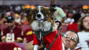 National Dog Day 2024 freebies and deals