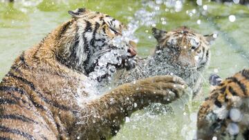 El tigre acabó con la vida de su cuidadora tras un ataque.