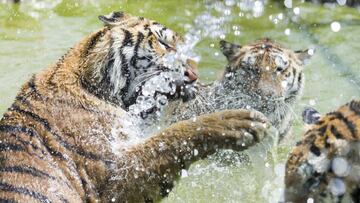 El tigre acab&oacute; con la vida de su cuidadora tras un ataque.