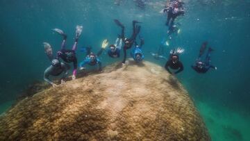 SÍDNEY, 20/08/2021.- Un grupo de submarinistas descubrió un enorme coral de unos 10,4 metros de ancho, con de una antigüedad de entre 421 y 438 años, en una remota zona de la Gran Barrera de Arrecifes australiana, el sistema coralino más grande del mundo, informaron este viernes fuentes científicas. El gigantesco coral semicircular de porito, bautizado como Muga dhambi, tiene 5,3 metros de altura y es considerado como uno de los más antiguos de la Gran Barrera. Fue descubierto en marzo pasado por un grupo de científicos aficionados que buceaban cerca de la Isla Orpheus, en el extremo nororiental de Australia. EFE/ReefEcology/Richard Woodgett *****SOLO USO EDITORIAL/SOLO DISPONIBLE PARA ILUSTRAR LA NOTICIA QUE ACOMPAÑA (CRÉDITO OBLIGATORIO) *****