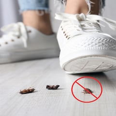 El remedio casero que elimina las cucarachas en segundos
