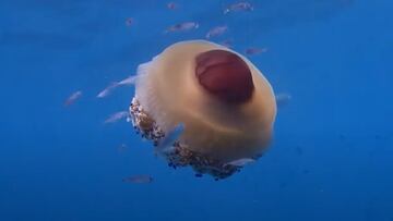Alerta en el Mar Menor: nacen millones de medusas ‘huevo frito’