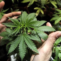 Así es la propuesta para legalizar el cannabis que llega al Congreso: ¿Qué es y a quién afecta?