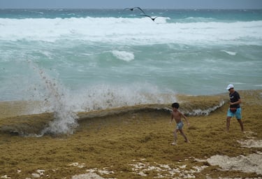 This seaweed is taking over Caribbean beaches… and no one knows how to stop it