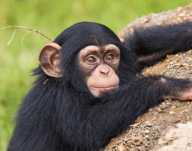 Los 10 animales más caros del mundo