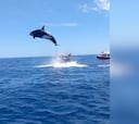 El impactante ataque de una orca a un delfín que captó un videoficionado