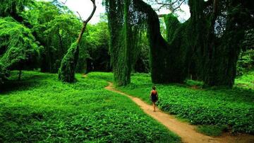 Bosque del Parque de Almendares /Creative Commons/Yoeztudioz