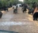 Carretera invadida por animales gracias al confinamiento