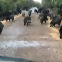 Solo por el encierro: un camino lleno invadido por animales