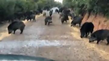 Carretera invadida por animales gracias al confinamiento