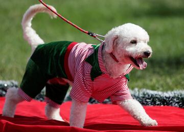 En Lima, la capital de Perú ubicada en la árida costa del Pacífico del país, han celebrado un concurso navideño para los mejores amigos del hombre.