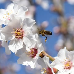 Equinoccio de primavera 2022: qué es, cuándo se produce y cuáles son los rituales en el hemisferio sur