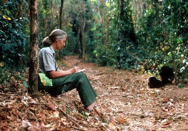 La científica Jane Goodall estudia el comportamiento de un chimpancé durante su investigación el 15 de febrero de 1987 en Tanzania.