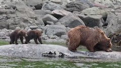 Un oso grizzly y sus dos cachorros comen una ballena gris en Alaska (Estados Unidos). 